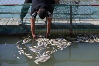 نفوق-مئات-الأطنان-من-الأسماك-في-العراق-بسبب-تلوث-المياه