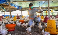الصين-تسجل-أول-وفاة-بسلالة-انفلونزا-الطيور-إتش-3-إن-8