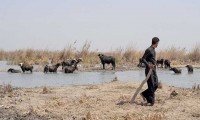 المثنى-العراقية:-الجفاف-يُنذر-بنزوح-جماعي-وصراع-عشائري-على-المياه